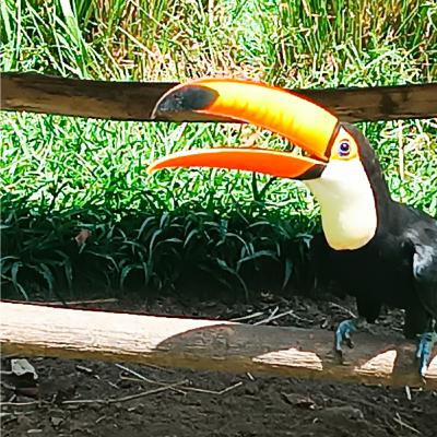 Como Noach ficou tranquilo no Dilúvio?