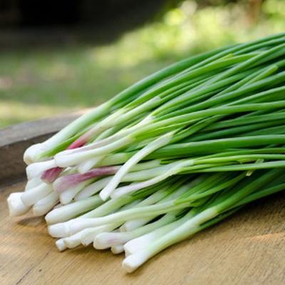 How to Plant and Grow Evergreen Bunching Onions from Seed: Complete Guide from Bloom Ranch of Acton's Expert Growers