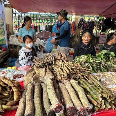 Độc đáo nghề thuốc nam gia truyền của người Tày ở Ba Chẽ