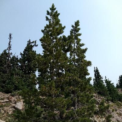 Ep. 568 - The Importance of Old Trees Ep. 568 - The Importance of Old Trees