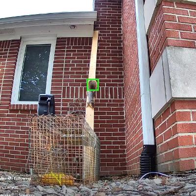 Toni's Squirrel Update