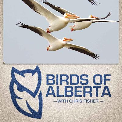 American White Pelican