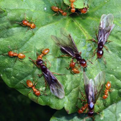 #21—Hitchhikers, Hummingbirds, And Autumn Ant Swarms