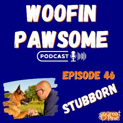 Stubborn - Episode 46 Stubborn - Episode 46