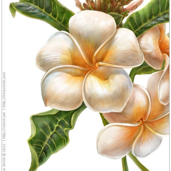 A ENERGIA DOS ARCANOS