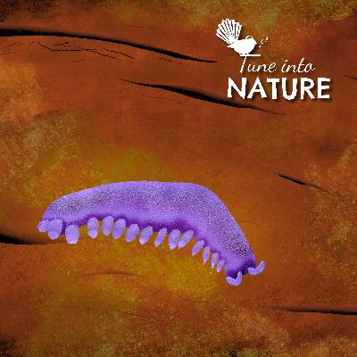 Velvet Worms - Mysterious Creatures we know almost nothing about!