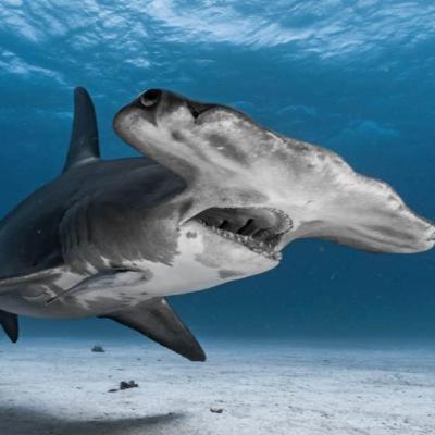 24. Hammerhead Shark (The Shark With 360° Vision) 24. Hammerhead Shark (The Shark With 360° Vision)