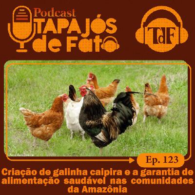 Criação de galinha caipira e a garantia de alimentação saudável nas comunidades da Amazônia