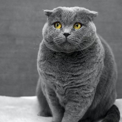 Prank Cats Giving Me Allergies