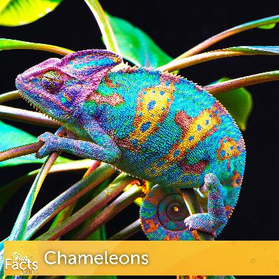 Fun Facts About Chameleons