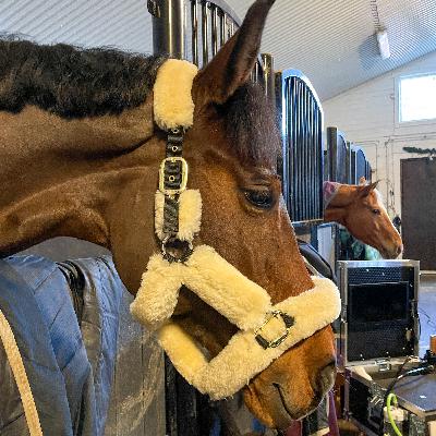 Avsnitt 5 – Gastroskopi i Fjärdhundra