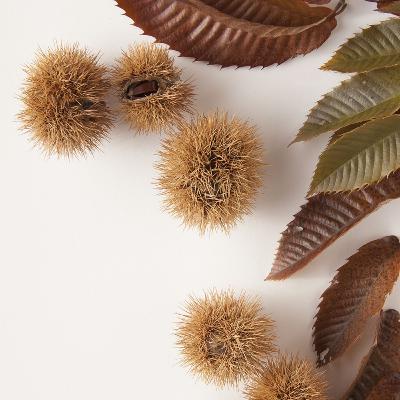 【５】クリ　ー中世ヨーロッパ最高の賢者の元気の秘密ー