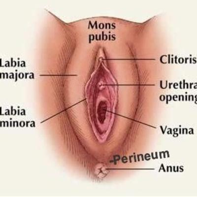Clitoris and Orgasms.