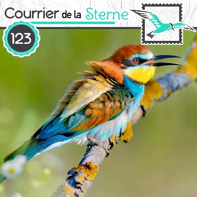 CDLS#123 : In the road (again) (Guêpier d'Europe)