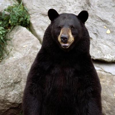 NO COUNTRY FOR BEARS SEASON 3 EPISODE ONE: PAPA BEAR HAS RETURNED NO COUNTRY FOR BEARS SEASON 3 EPISODE ONE: PAPA BEAR HAS RETURNED