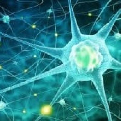 Audioblog. ¿De dónde viene la neurona? Audioblog. ¿De dónde viene la neurona?