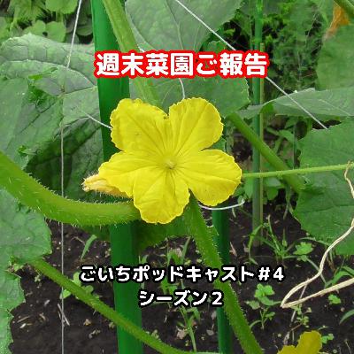 週末菜園ご報告#4｜ごいち 家庭菜園がおもしろい シーズン２｜Report on an experiment using banana peels as fertilizer #podcast