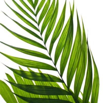 3° Episódio - Sobre o Domingo de Ramos 3° Episódio - Sobre o Domingo de Ramos