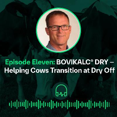BOVIKALC® DRY – Helping Cows Transition at Dry Off || BOVIKALC® DRY – Faciliter la transition des vaches