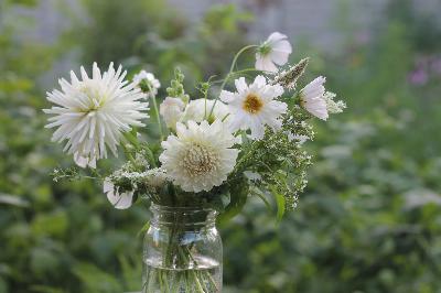 Episode 18: A Cut Flower Cornucopia