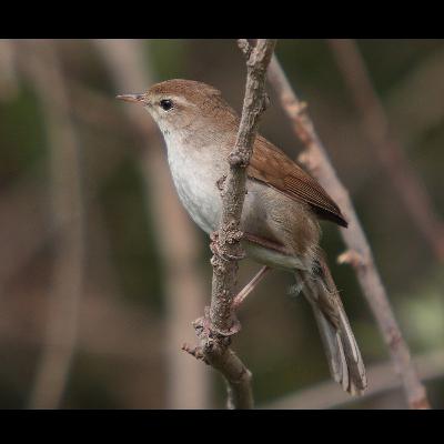 Cetti's Warbler Cast