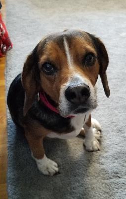 Pet ownership and OT