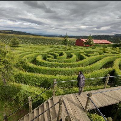 Cuento: El oso que no lo era