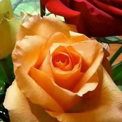 नाती आणि सर्फ एक्सेल