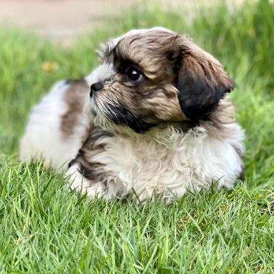 Tips for your new Puppy