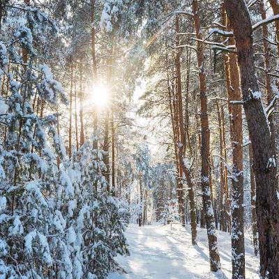 Winter Wildlife: Tracking the Hidden Creatures of the Woodland