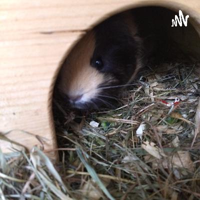 Update/ Meerschweinchen in meinem Zimmer | Meeries und mehr Update/ Meerschweinchen in meinem Zimmer | Meeries und mehr