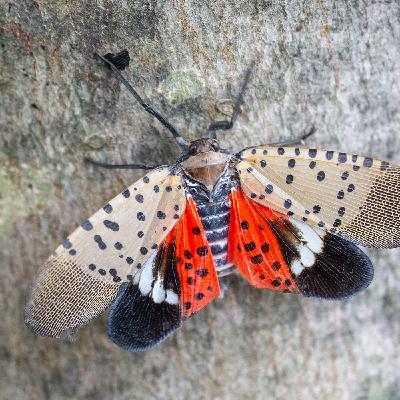 The Spotted Lantern Fly The Spotted Lantern Fly