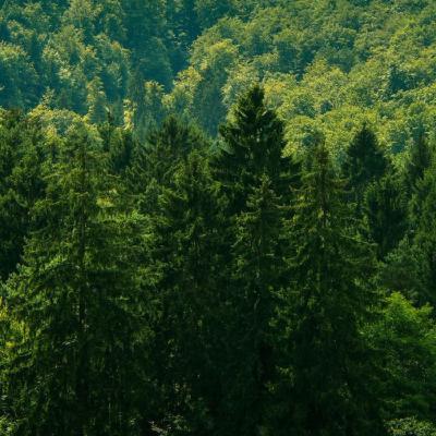 Стратегия на Европейския съюз за горите за 2030 г. Стратегия на Европейския съюз за горите за 2030 г.