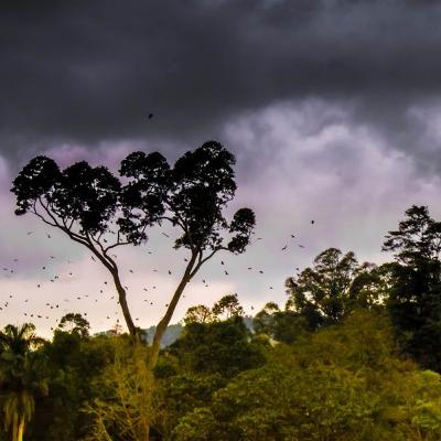 Hujan Badai Hutan - Suara Tidur 10 Jam