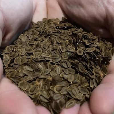 Ep. 552 - Native Plant Seed Supply Chain Ep. 552 - Native Plant Seed Supply Chain