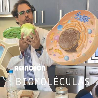 Relación entre las biomoléculas Relación entre las biomoléculas