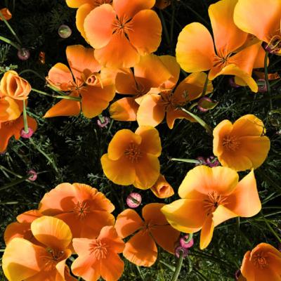 RADICAL REGENERATION