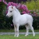 قصه دوازدهم، اسب کوچولو