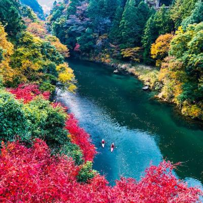 第420回｜續・2025 紅葉前線開跑！關東到九州賞楓完美路線