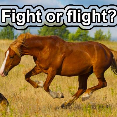 10 Cool Facts about Horses 10 Cool Facts about Horses