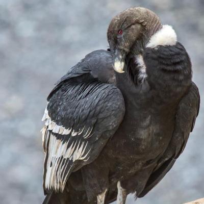 Investigador peruano alerta: "Encontramos microplásticos en poblaciones de cóndores en zonas remotas del país"