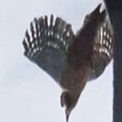 Coping With A Confused woodpecker