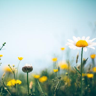 Inner cleansing - Gently wake-up for Spring