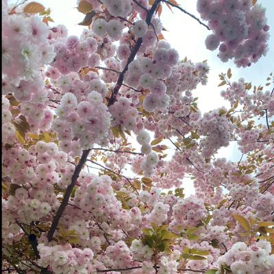 S2E18 - 在英國買車 S2E18 - 在英國買車