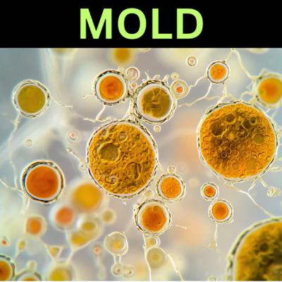 Mold – a problem that EVERYONE faces- #15