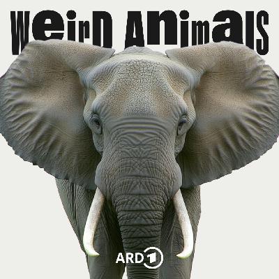 Elefant - Das menschenähnlichste Tier?