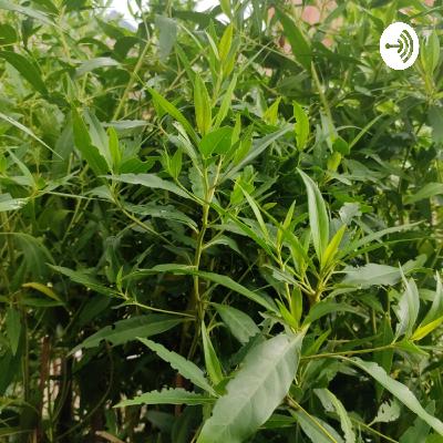 Raju Gurjar Gurjar (Trailer)