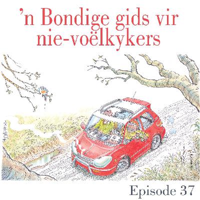 Ep.37 'n Bondige gids vir nie-voëlkykers