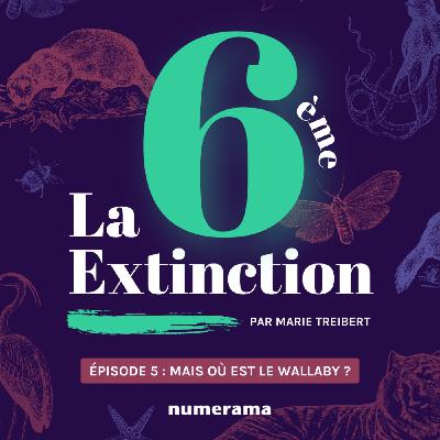 Épisode 5 : mais où est le wallaby ?