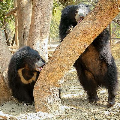 The Wild World of India's "Bear Man" The Wild World of India's "Bear Man"